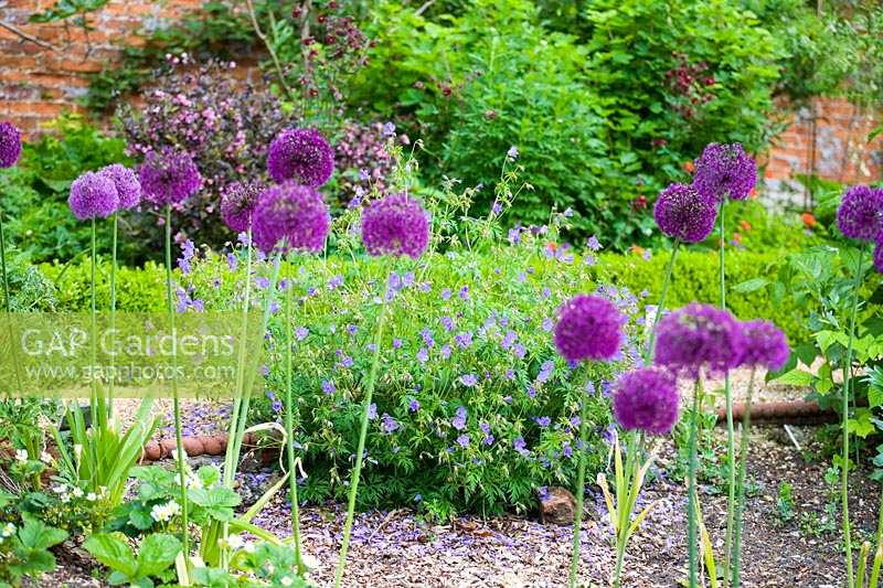 Cerney House Gardens, Gloucestershire, UK. ( Sir Michael and Lady Angus ) Walled kitchen garden, Allium aflatunense