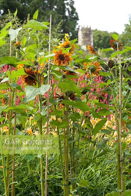 University of Bristol Botanic Gardens, the hot border in summer, sunflowers in informal border