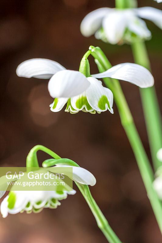 Galanthus 'Flore Pleno', ( double snowdrop )