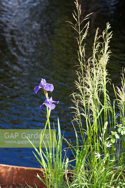 The RBC New Wild Garden designed by Nigel Dunnett at Chelsea Flower Show 2011