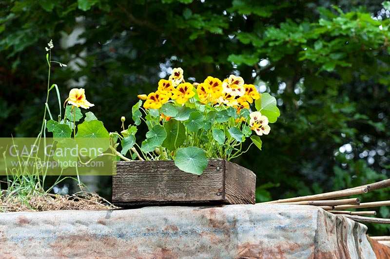 'A Child's Garden In Wales' designed by Anthea Guthrie at Chelsea Flower Show 2011