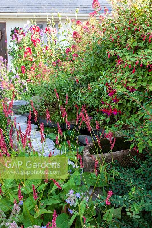 Roger and Helen Grimes'  garden at Beesands, Devon in high summer. Colourful seaside garden with lots of annuals.