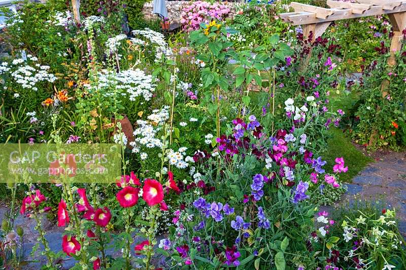 Roger and Helen Grimes'  garden at Beesands, Devon. Hollyhocks and colourful summer annuals