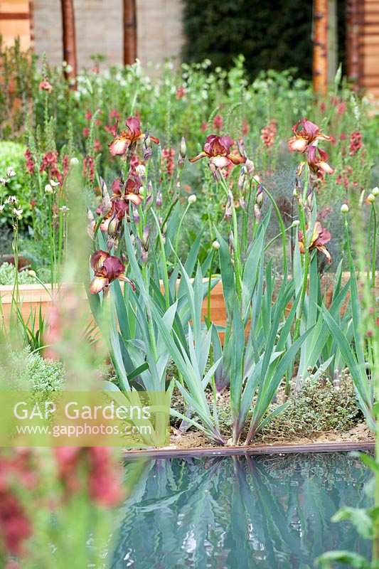 Iris 'Red Zinger' in Homebase Teenage Cancer Trust Garden, des. Joe Swift.