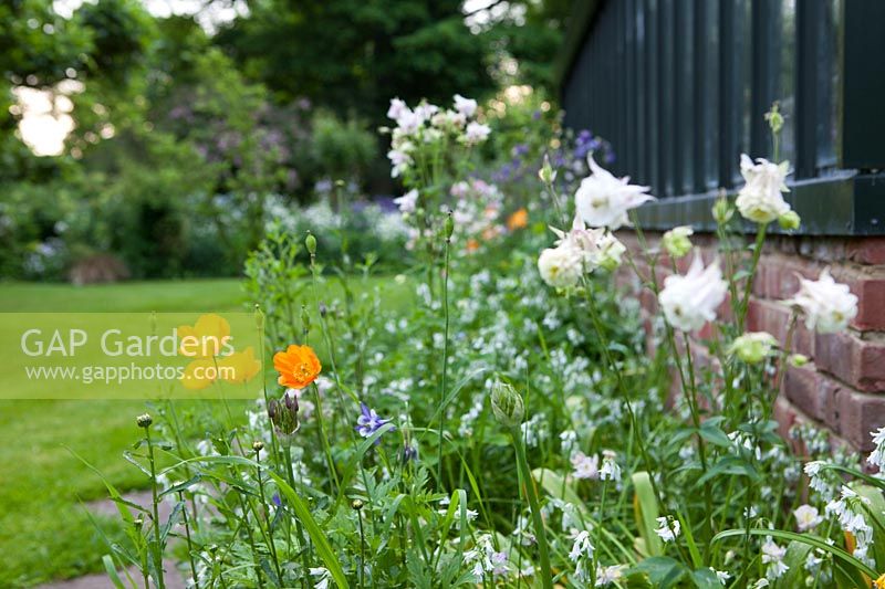 Self seeded annuals alongside greenhouse at Beechenwood Farm
Hillside,  Odiham,  Hampshire.