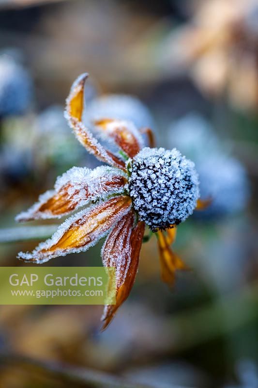 Rudbeckia fulgida ver. deamii frosted flowers in winter