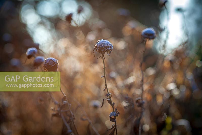 Leucanthemella seedheads in wintry garden