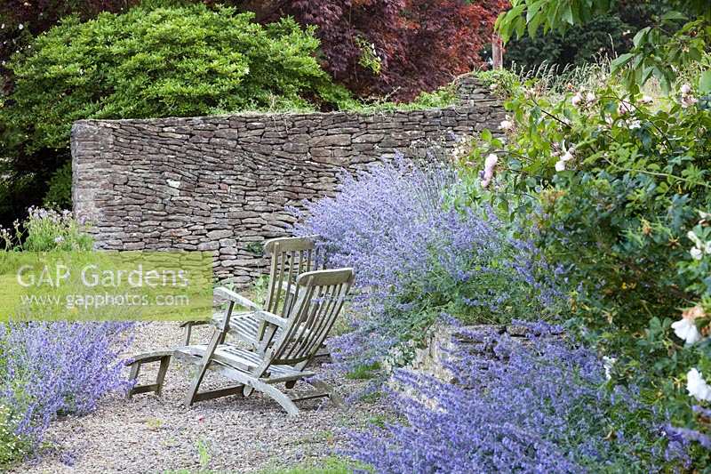 Suellen Dainty's garden in Somerset. Old wooden steamer chairs amidst Nepeta 'Six Hills Giant'