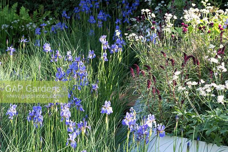 RHS Chelsea Flower Show 2014. 'The Waterscape Garden' designer Hugo Bugg, sponsor RBC. Iris 'Gerald Darby' in drifts.  