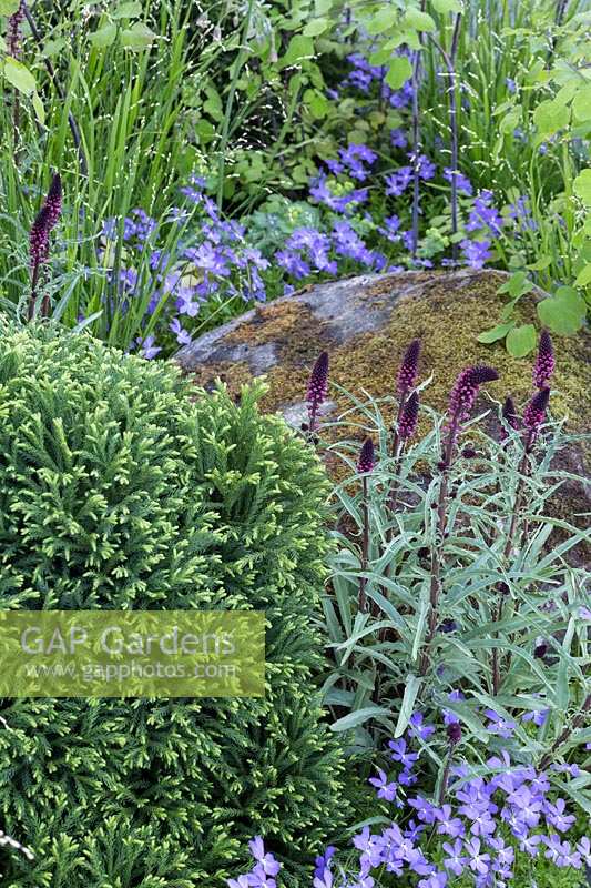 RHS Chelsea Flower Show 2014. The Brewer Dolphin Garden, designer Matthew Childs. Large moss covered rustic boulders in garden. 