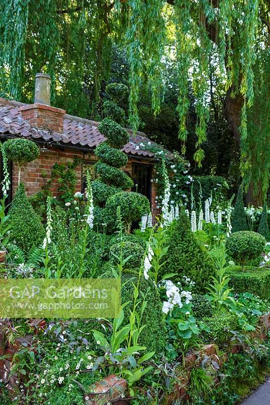 RHS Chelsea Flower Show 2014. The Topiarist Garden at West Green House. Designer Marylyn Abbott, Sponsor Zenith44. Topiary and spires of white flowers ( Foxgloves and Lupins ).  