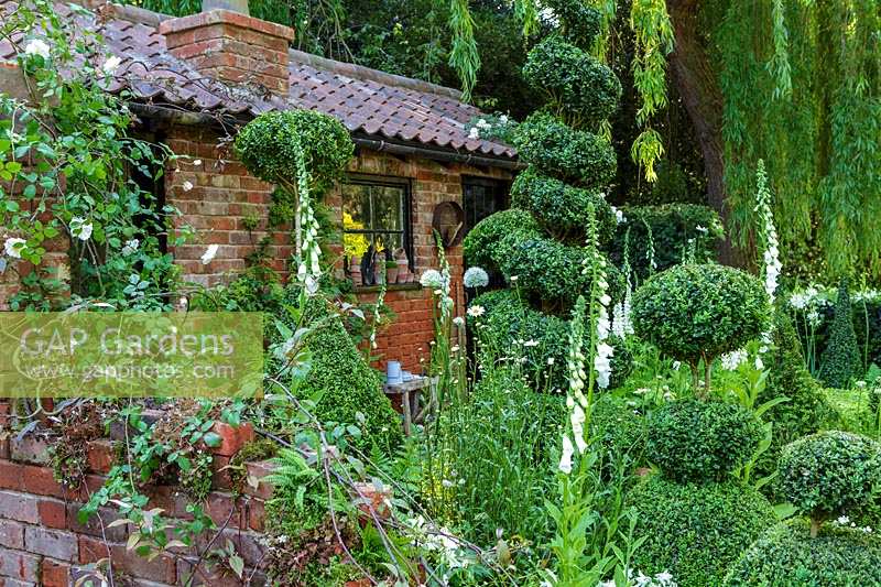 RHS Chelsea Flower Show 2014. The Topiarist Garden at West Green House. Designer Marylyn Abbott, Sponsor Zenith44. Topiary and spires of white flowers ( Foxgloves and Lupins ).  