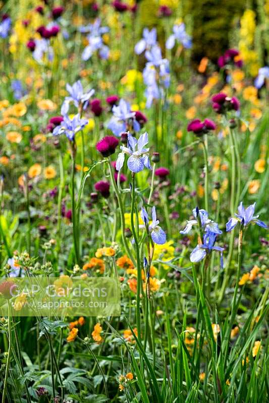 Colourful informal flower borders with Iris sibirica, Cirsium rivulare 'Atropurpureum' and Geum 'Marmalade'  in The Homebase Garden - Urban Retreat, at Chelsea Flower Show 2015