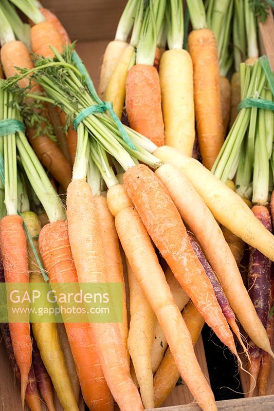 Organic 'Rainbow' carrots