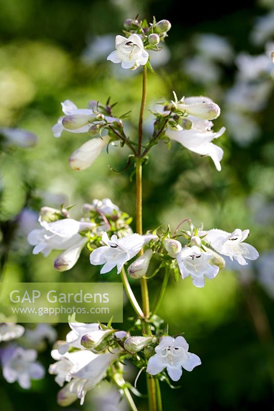 Penstemon calycosus