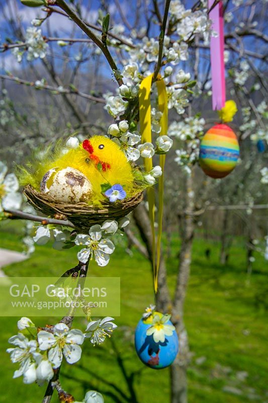 Easter time, painted eggs and toy chicks in blossom tree, Italy