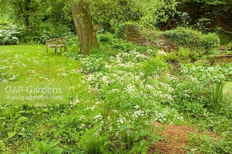The Old Cornmill, Herefordshire, UK ( Jill Hunter ) informal valley garden with wild areas in late spring and early summer. Cow Parsley and wild self seeders