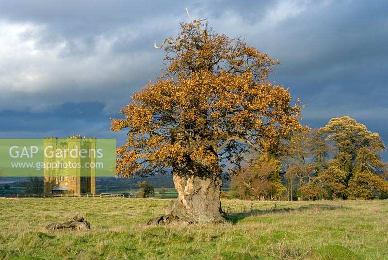 ancient pollarded Oak ( Quercus robur ) at Stone, Gloucestershire with castellated folly in background