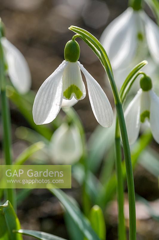 Snowdrop ( Galanthus ) in early spring