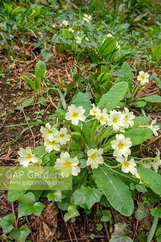 Primroses ( Primula vulgaris ) in shady woodland, spring