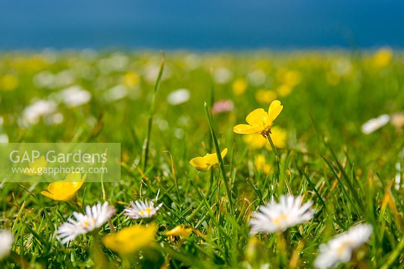 Buttercups and Daisies in long grass, meadow overlooking the sea