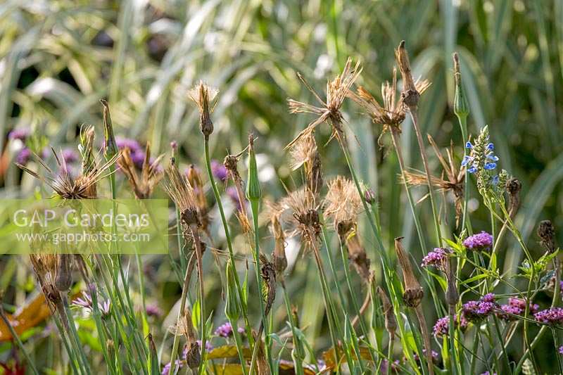 Tragopogon seedheads