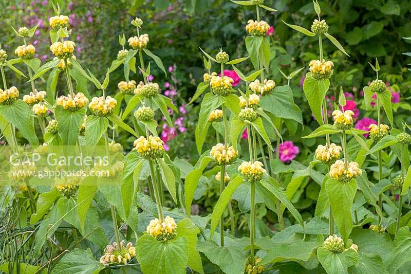 Phlomis russeliana