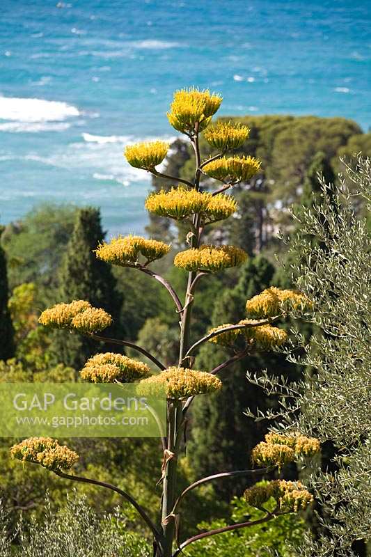 The Hanbury Garden, Ventimiglia, Liguria, Italy, Agave in flower