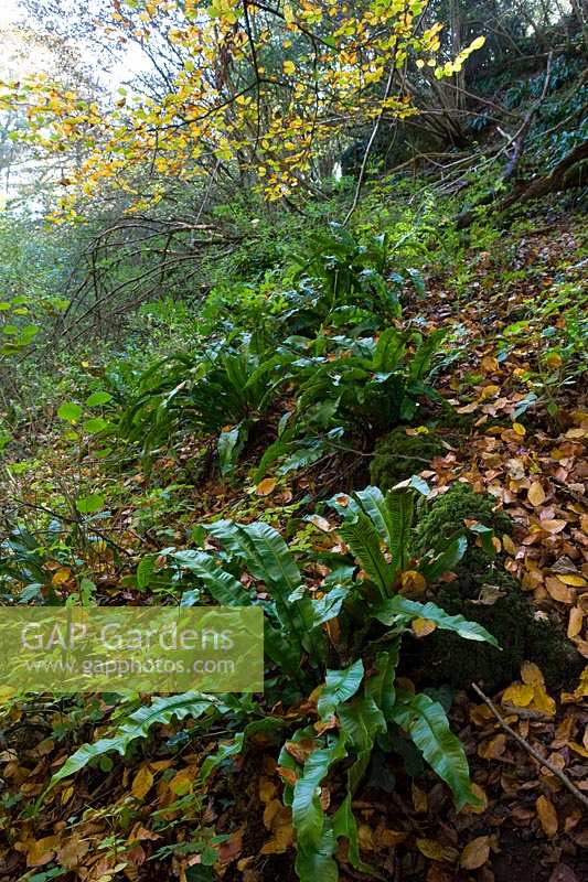 Ebbor Gorge, Somerset, UK.  National Nature Reserve in autumn, Harts Tongue Fern