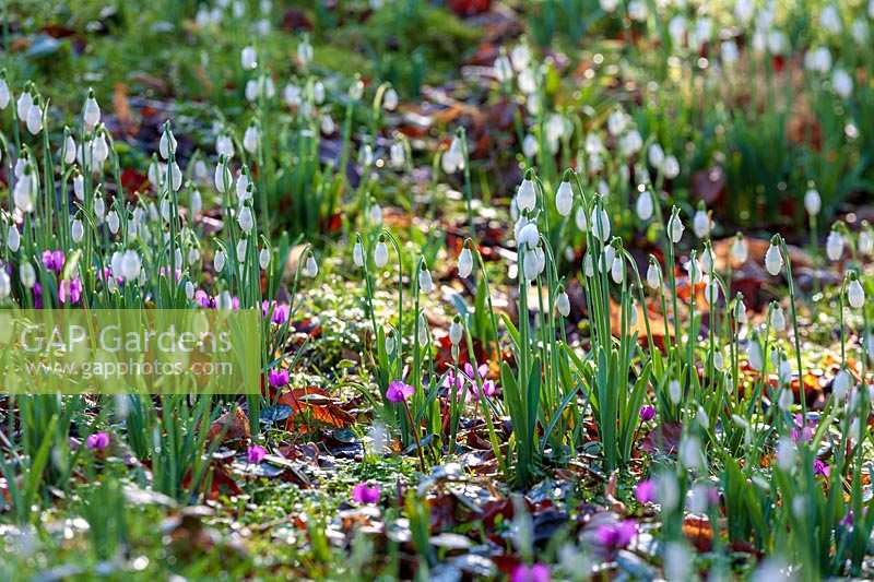 Galanthus 'S.Arnott' ( snowdrop )