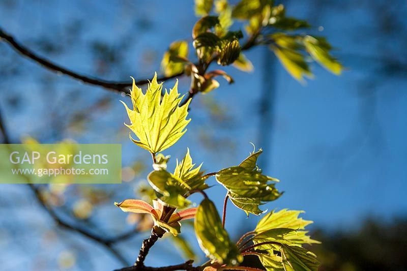 Norway Maple ( Acer platanoides ) flowers and foliage in early spring