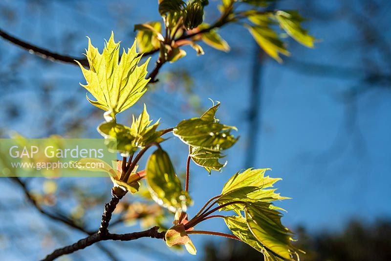 Norway Maple ( Acer platanoides ) flowers and foliage in early spring