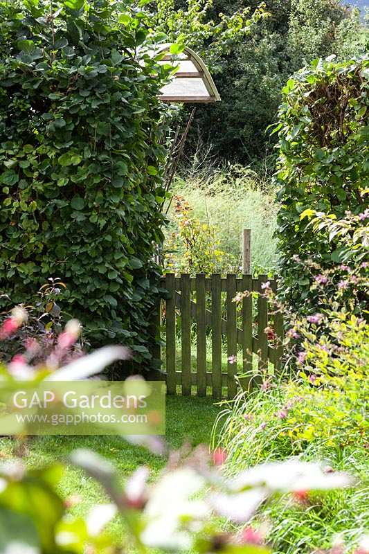 Derry Watkins Garden at Special Plants, Bath, UK. Small wooden gate in gap in hedge