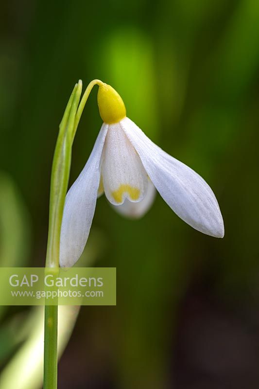 Galanthus sandersii 'Lowick'