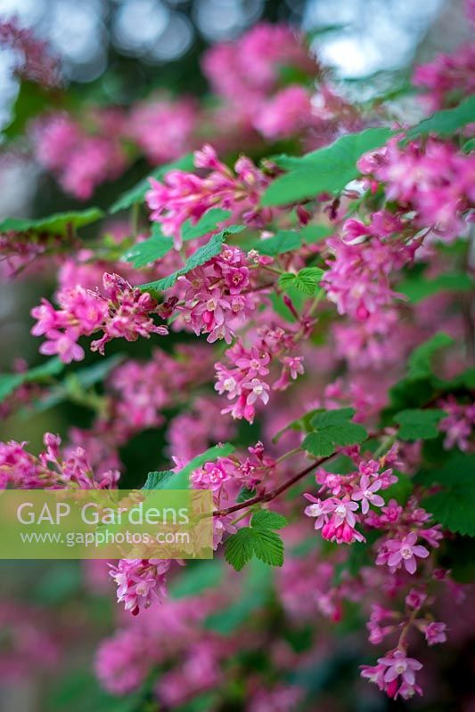 Ribes sanguineum ( flowering currant or red-flowering currant )