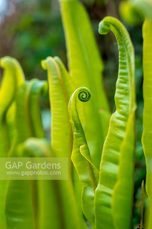 Asplenium scolopendrium ( Hart's Tongue Fern' )