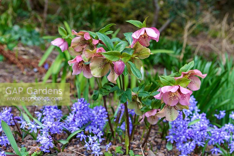 Helleborus x hybridus ( Hellebore or Lenten Rose ) growing with Chinodoxa luciliae