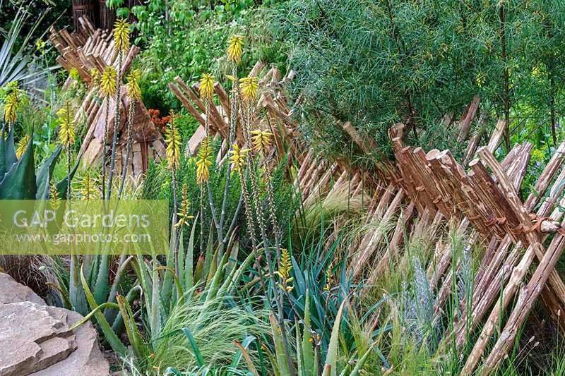 South African style planting and stockade fence in the Sentebale - Hope in Vulnerability Garden, Chelsea Flower Show 2015.