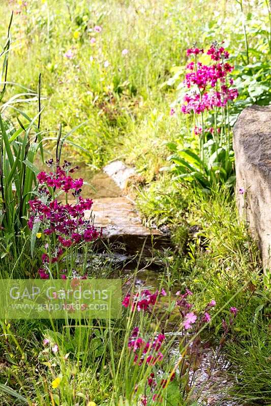 Stream flowing through naturalistic style planting with Primula pulverulenta. The Laurent-Perrier Chatsworth Garden. RHS Chelsea Flower Show 2015