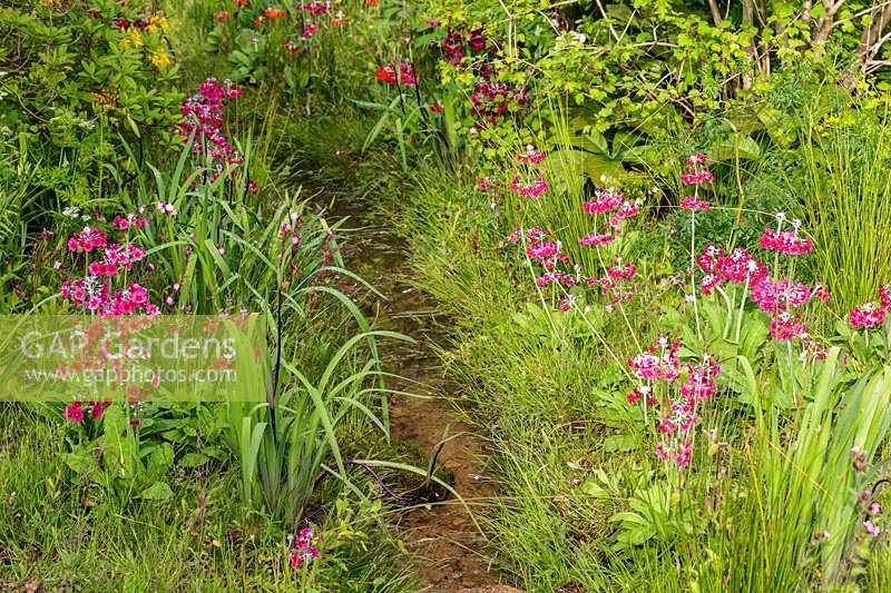 Stream flowing through naturalistic style planting with Primula pulverulenta. The Laurent-Perrier Chatsworth Garden. RHS Chelsea Flower Show 2015