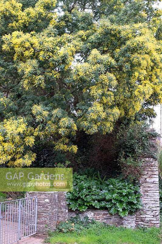 Large Mimosa tree in winter garden in south Devon