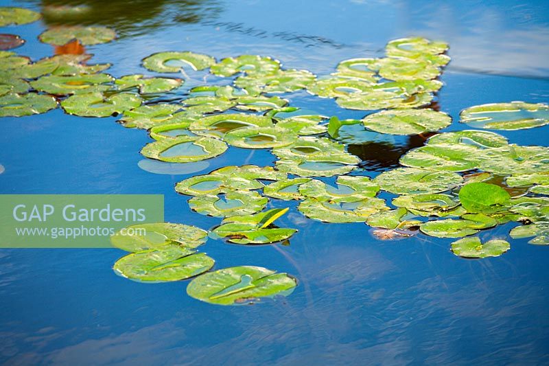 Lily pads in blue water