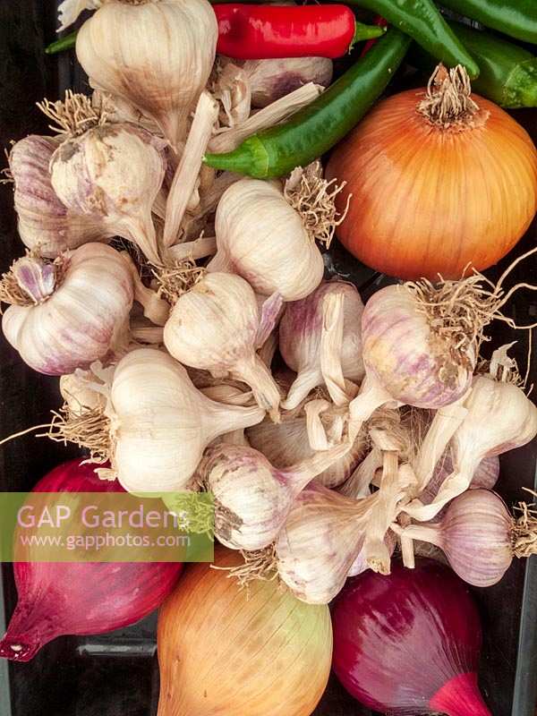 Vegetable exhibits at autumn vegetable show, allotments