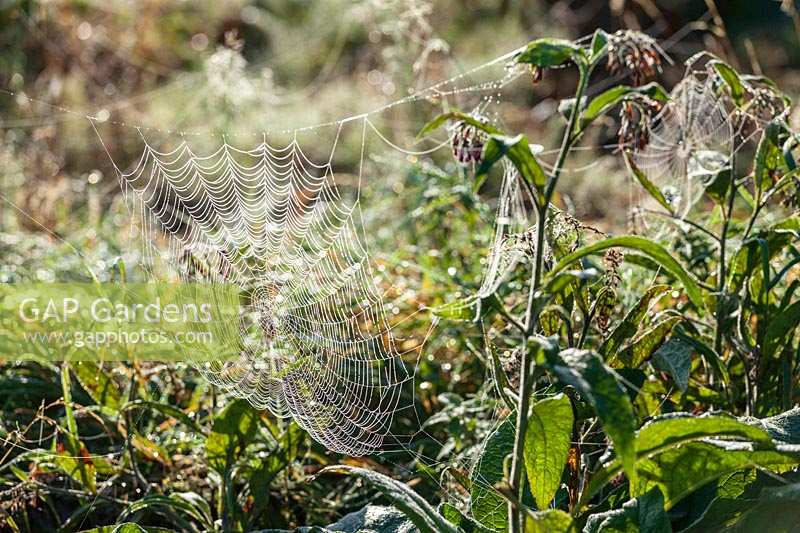 autumnal cobwebs in allotment