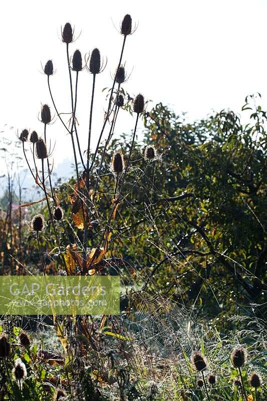 autumnal cobwebs in allotment, teasels at edge of plot