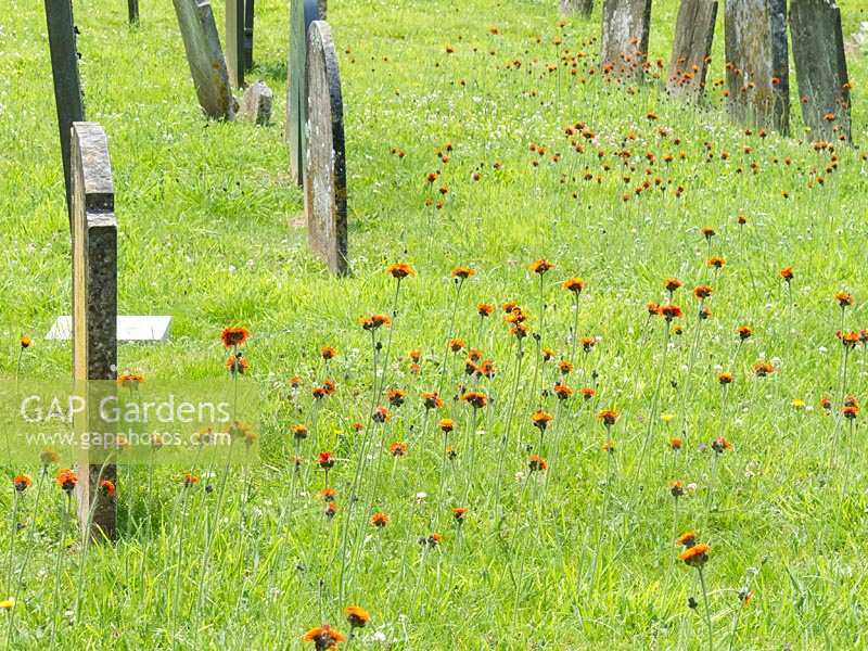 Pilosella aurantiaca ( Fox-and-cubs, Orange Hawkweed ) growing in graveyard, Slapton, South Devon