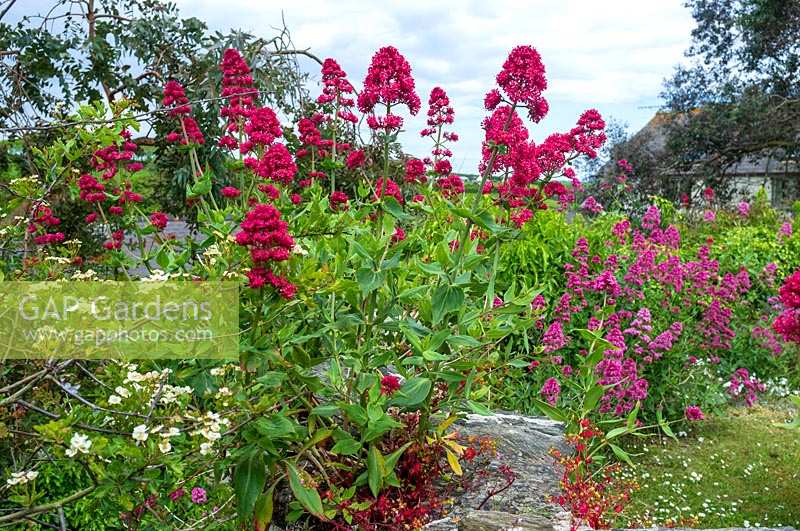 Valeriana officianalis ( Cat's Valerian )