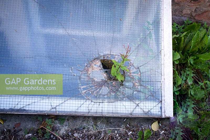 Glass window with climbing plant growing through