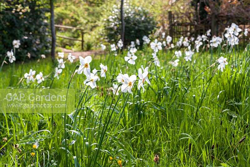 Pheasant's Eye Daffodils at Henley Mill, Somerset. Sally Gregson.
