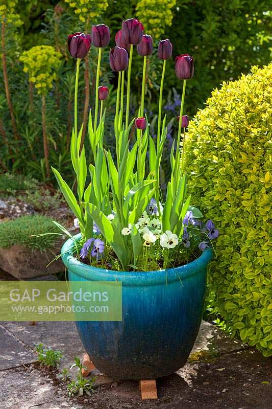 Tulipa 'Queen of the Night' in containers